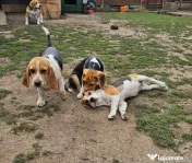 Vând beagle jucăuș