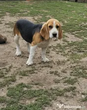 Vând beagle jucăuș