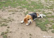 Vând beagle jucăuș