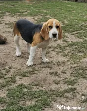 Vând beagle jucăuș
