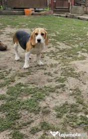Vând beagle jucăuș
