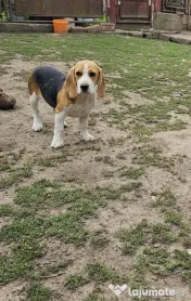Vând beagle jucăuș