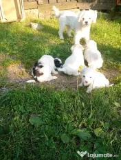 Bichon maltez, 3 luni 