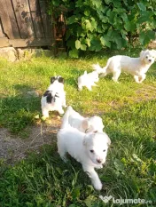 Bichon maltez, 3 luni 