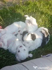 Bichon maltez, 3 luni 