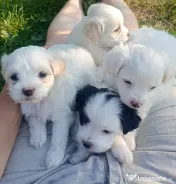 Bichon maltez, 3 luni 