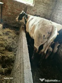 Vitelusa albastru belgian și doi berbeci