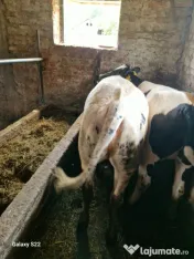Vitelusa albastru belgian și doi berbeci 