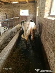 Vitelusa albastru belgian și doi berbeci 