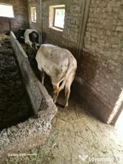 Vitelusa albastru belgian și doi berbeci 