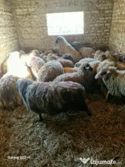 Vitelusa albastru belgian și doi berbeci 
