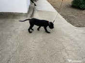 Vând pui femelă cane corso (4 luni) 