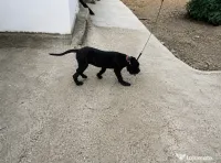 Vând pui femelă cane corso (4 luni)