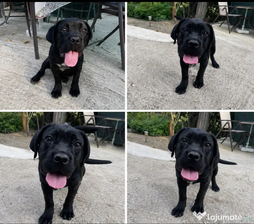 Vând pui femelă cane corso (4 luni)