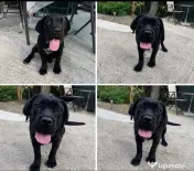 Vând pui femelă cane corso (4 luni) 
