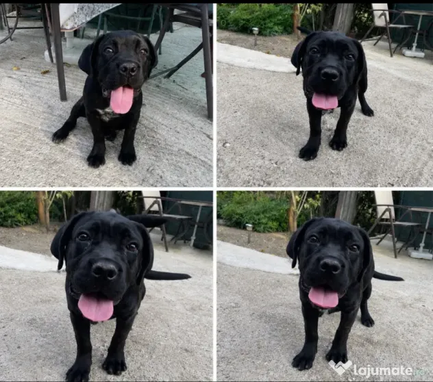 Vând pui femelă cane corso (4 luni)