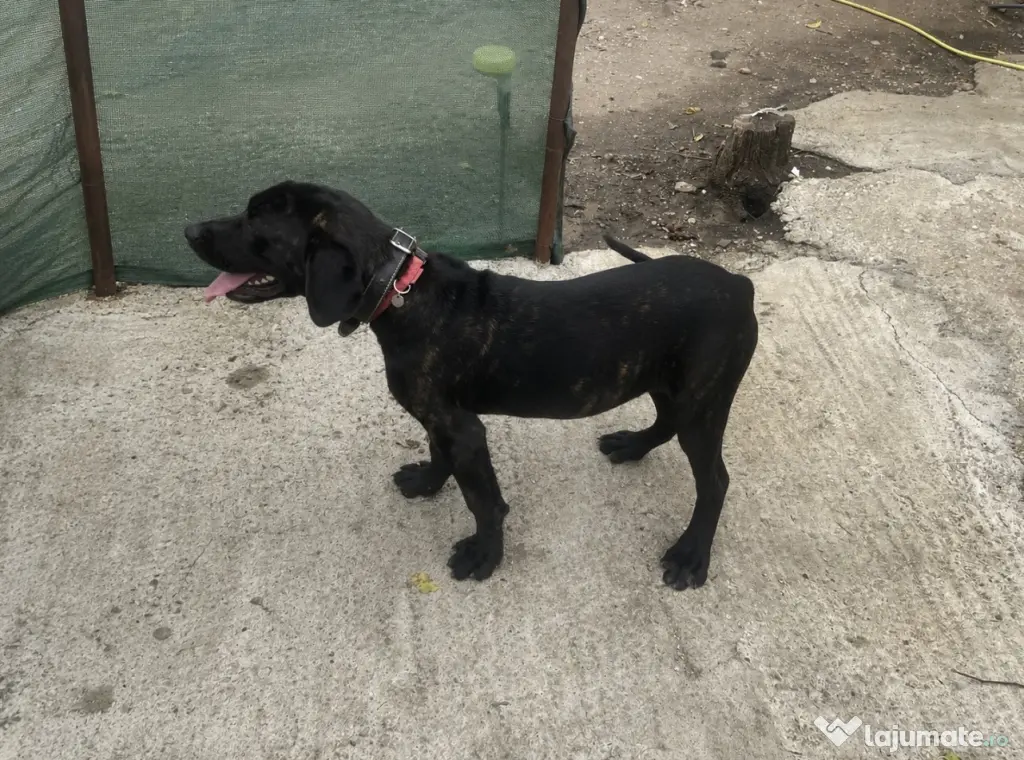 Vând pui femelă cane corso (4 luni)
