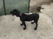 Vând pui femelă cane corso (4 luni) 
