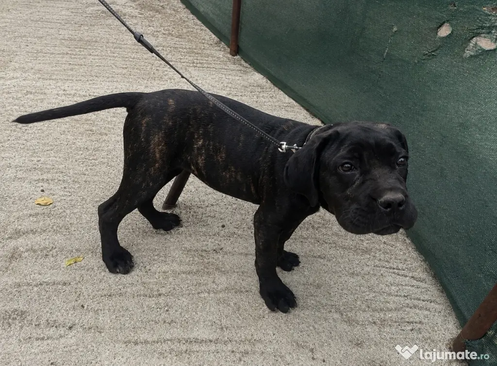 Vând pui femelă cane corso (4 luni)