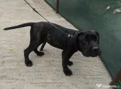 Vând pui femelă cane corso (4 luni) 