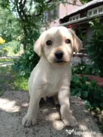 Puiuți de Labrador-adoptie