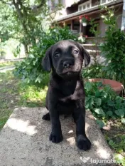 Puiuți de Labrador-adoptie 