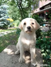 Puiuți de Labrador-adoptie 