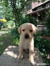 Puiuți de Labrador-adoptie 