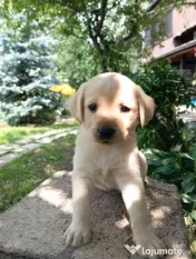 Puiuți de Labrador-adoptie 
