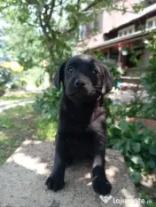 Puiuți de Labrador-adoptie 