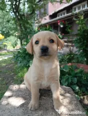 Puiuți de Labrador-adoptie 