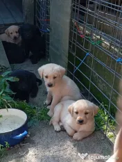 Puiuți de Labrador-adoptie 