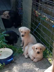 Puiuți de Labrador-adoptie 