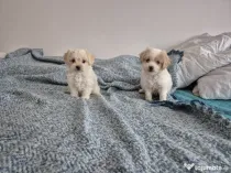 Bichoni maltezi pret bun