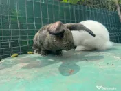 Iepuri 