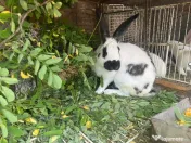 Iepuri 