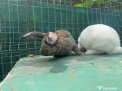 Iepuri 