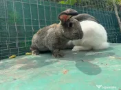 Iepuri 