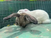 Iepuri 