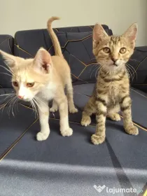 2 Pui de pisica, 2 pisicuțe superbe oferite spre adopție