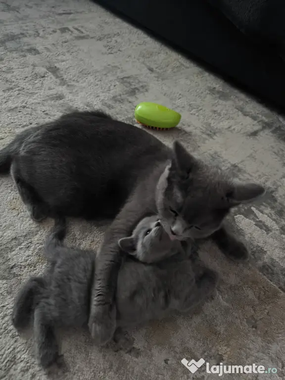 British Shorthair craiova