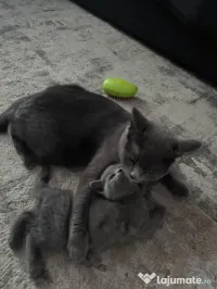 British Shorthair craiova 