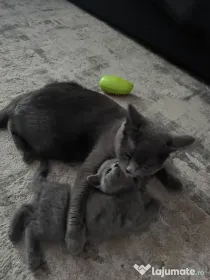 British Shorthair craiova
