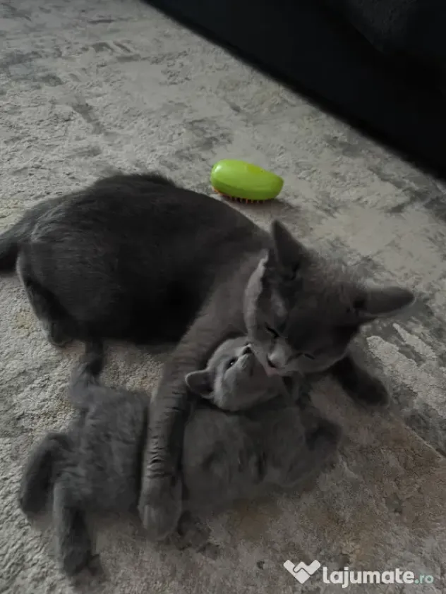 British Shorthair craiova