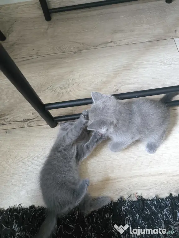 British Shorthair craiova