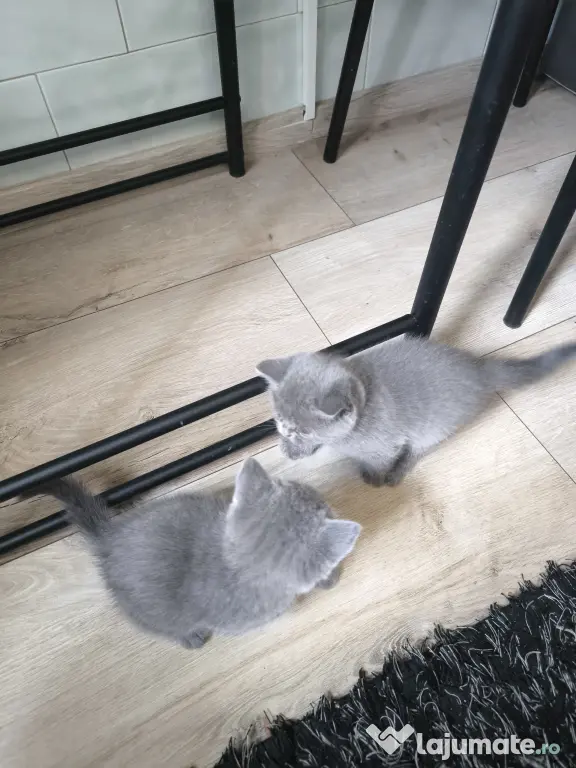 British Shorthair craiova
