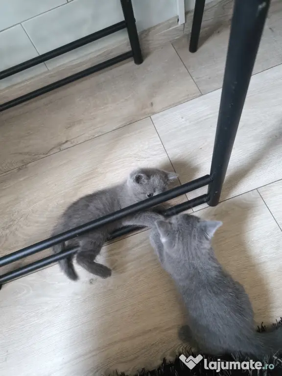British Shorthair craiova