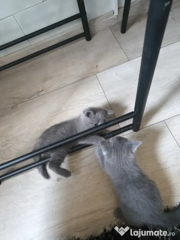 British Shorthair craiova