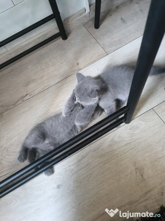 British Shorthair craiova