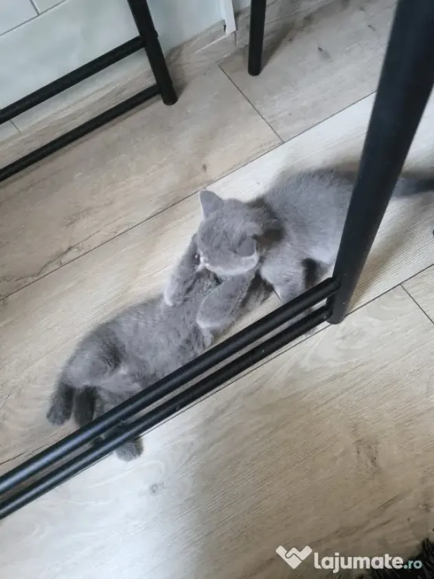 British Shorthair craiova